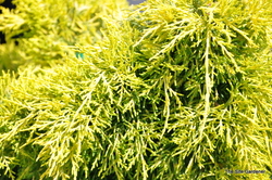Juniperus chinensis 'Daub's Frosted' — photo 4